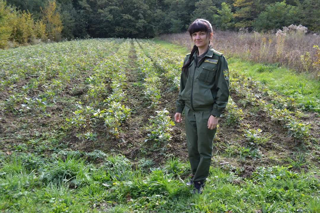 На Закарпатті активними темпами розвивається лісорозсадництво