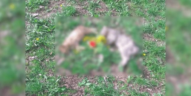 Трупи трьох кішок знайшли в Ужгороді (ВІДЕО)
