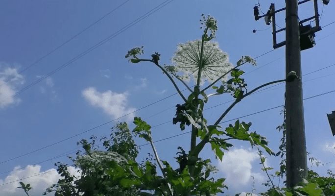 В області відсутня програма боротьби із борщівником Сосновського