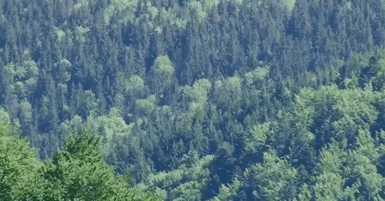 Закарпатська область приділяє серйозну увагу питанням збереження екології в краї