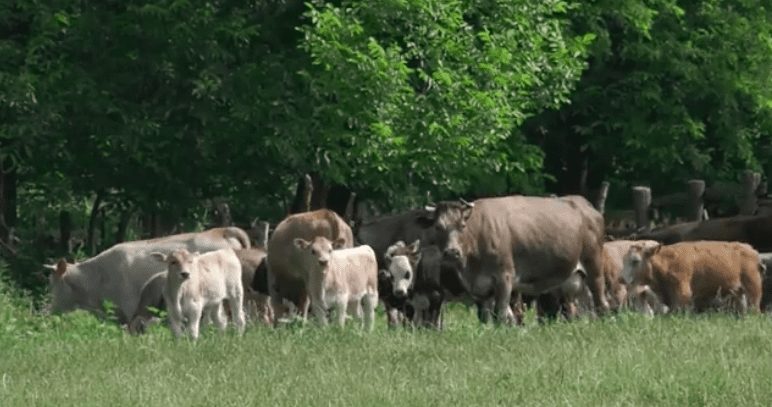 Закарпатський фермер підозрює: його землю хочуть забрати для незаконного видобувництва гравію