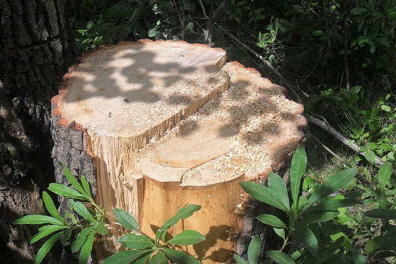 В Закарпатських лісах зменшилась кількість лісопорушень