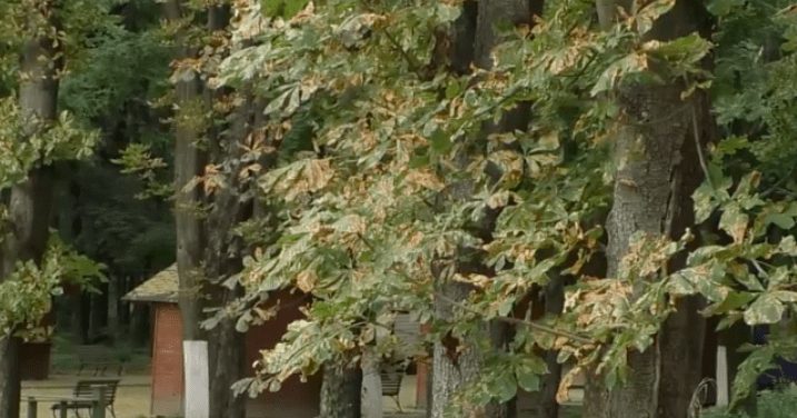 В Ужгороді масово всихають каштани (ВІДЕО)