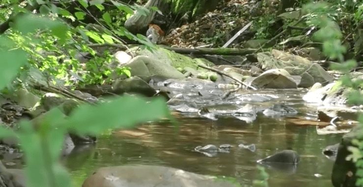 Маленьке гірське село Буківцьово зачаровує краєвидами (ВІДЕО)