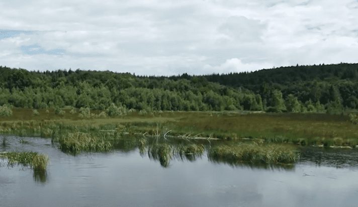 Болото Чорне багно – гідрологічна пам’ятка природи загальнодержавного значення в Україні