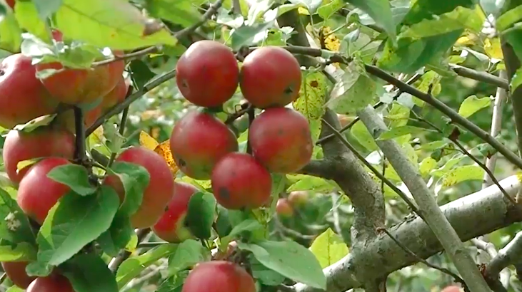 На Закарпатті цьогоріч багатий врожай яблук (ВІДЕО)