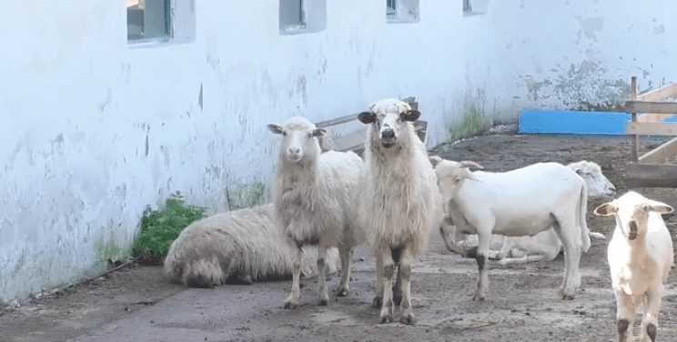 15 видів сиру виготовляють у мальовничому закарпатському селі (ВІДЕО)