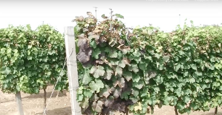Виноробство на Закарпатті отримало новий поштовх для розвитку (ВІДЕО)