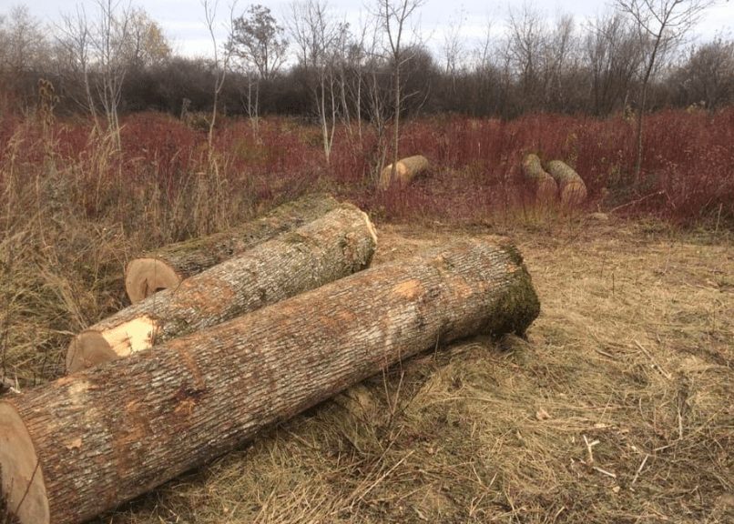 Лісовою охороною Ужгородського лісгоспу зупинено спробу крадіжки деревини