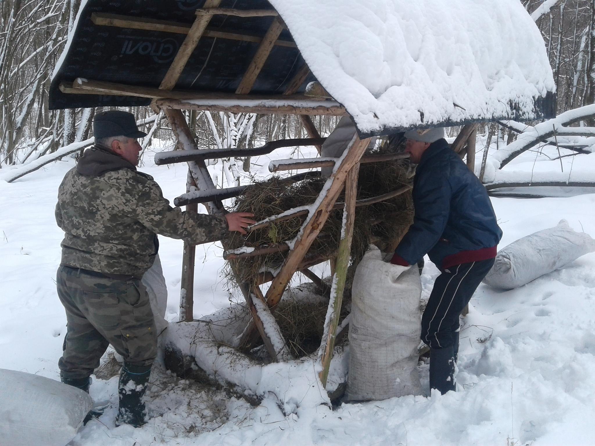 Лісівники Свалявщини підгодовують диких тварин, щоб ті пережили лютий холод