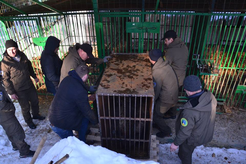 До реалібітаційного центру «Синевир» привезли п'ятьох ведмедів із Донеччини