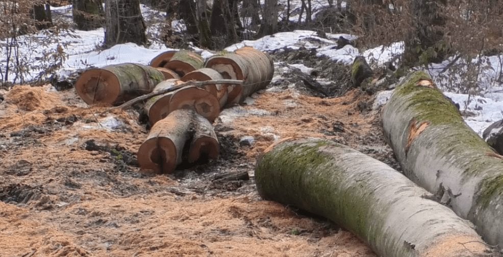 В урочищі Дубки проходять активні рубки лісу (ВІДЕО)