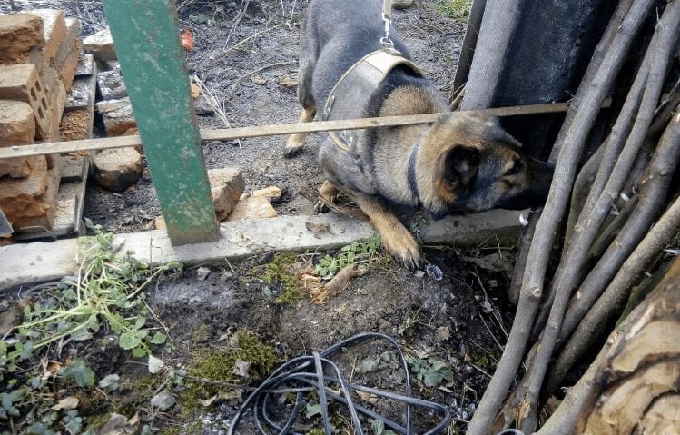 В Мукачеві собака-поліцейський Келлі допомогла знайти крадені речі