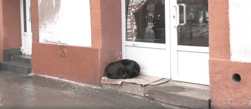 Притулок для тварин у Берегові так і не запрацював (ВІДЕО)