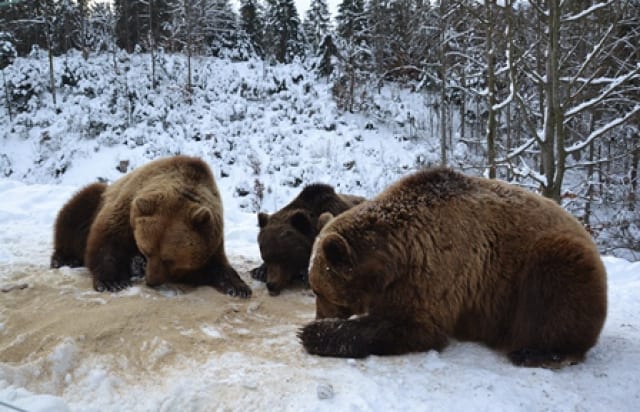 У реабілітаційному парку "Синевир" адаптувались 13 нових ведмедів