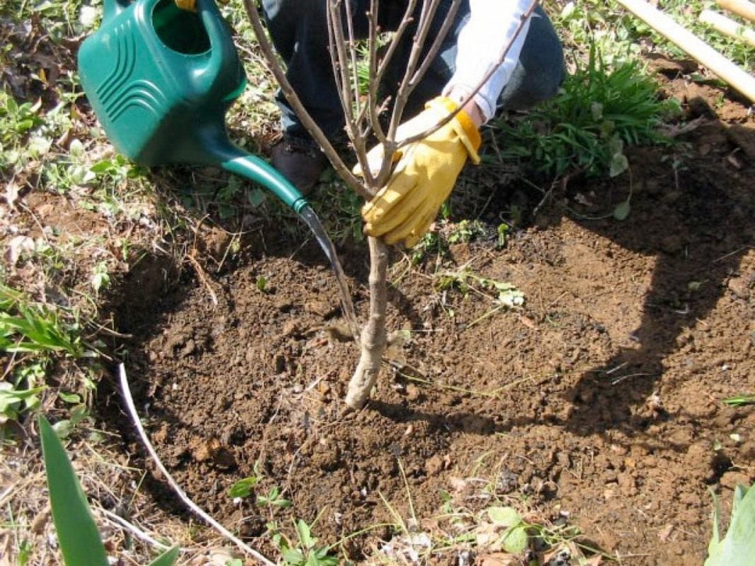 1 000 000 гривень мають намір витратити на саджанці в Мукачеві (ДОКУМЕНТ)