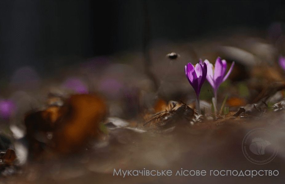 Лісівники Закарпаття показали квітку, яка цвіте навіть у Трансильванії (ВІДЕО)