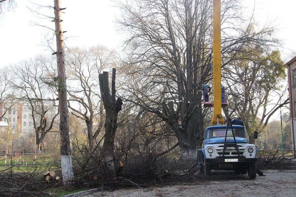 В Ужгороді почали знищувати родзинку міста - липи (ФОТО)