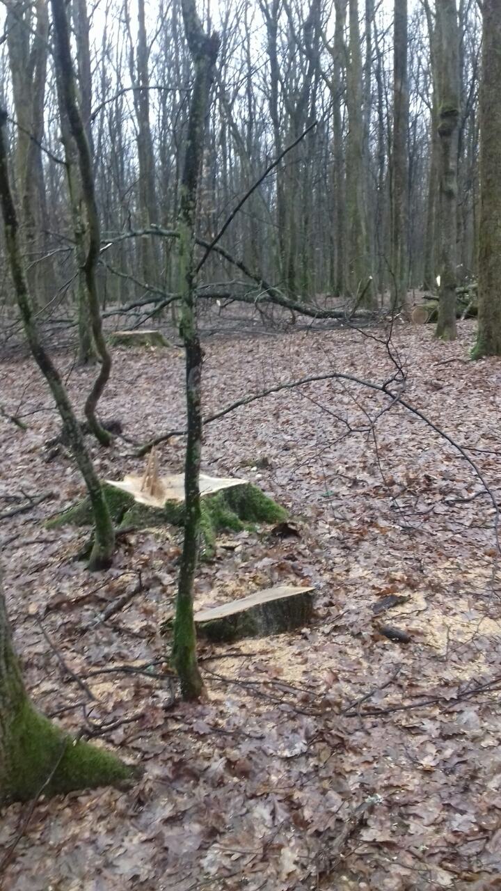 У військовому лісництві біля Мукачева знову незаконно вирубали дуб (ФОТО)