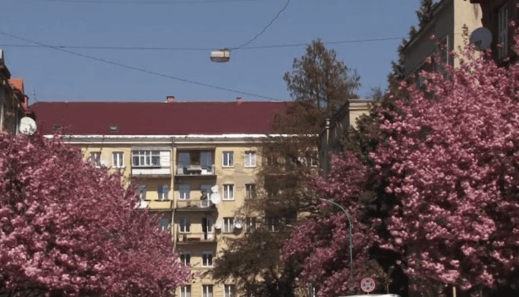 В Ужгороді пік цвітіння сакур