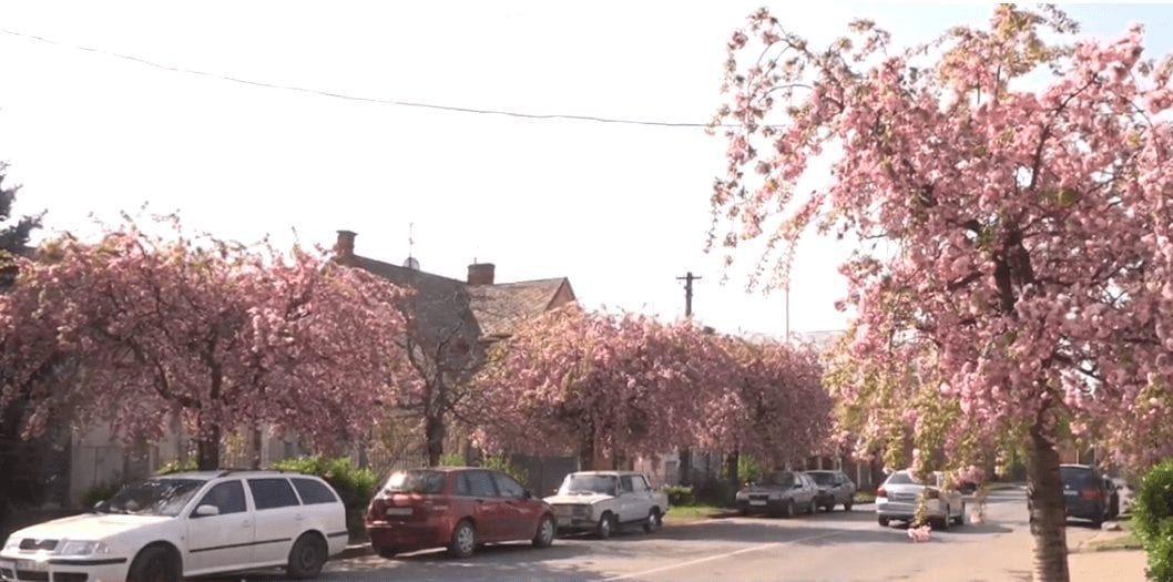 В Ужгороді заквітли сакури (ВІДЕО)