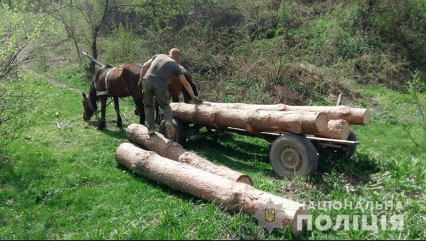 На Перечинщині зловмисники намагалися вивезти крадений ліс на кінній підводі (ФОТО)