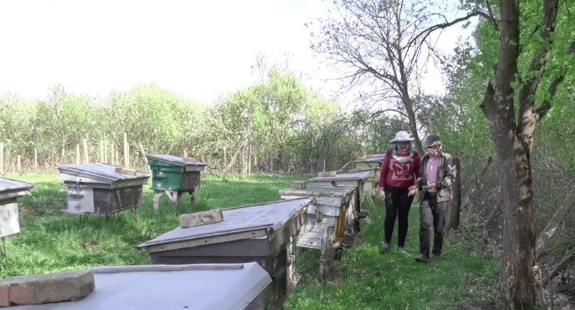 На Берегівщині масово гинуть бджоли (ВІДЕО)