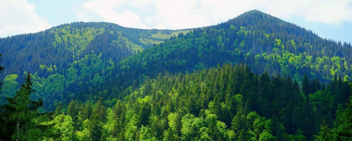 Туристична Міжгірщина лісовими масивами кличе на подорож