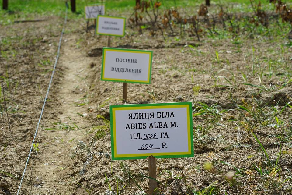 На Закарпатті визначили кращі лісові розсадники