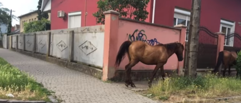 Коні розгулюють по вулицях Ужгорода та Мукачева (ВІДЕО)