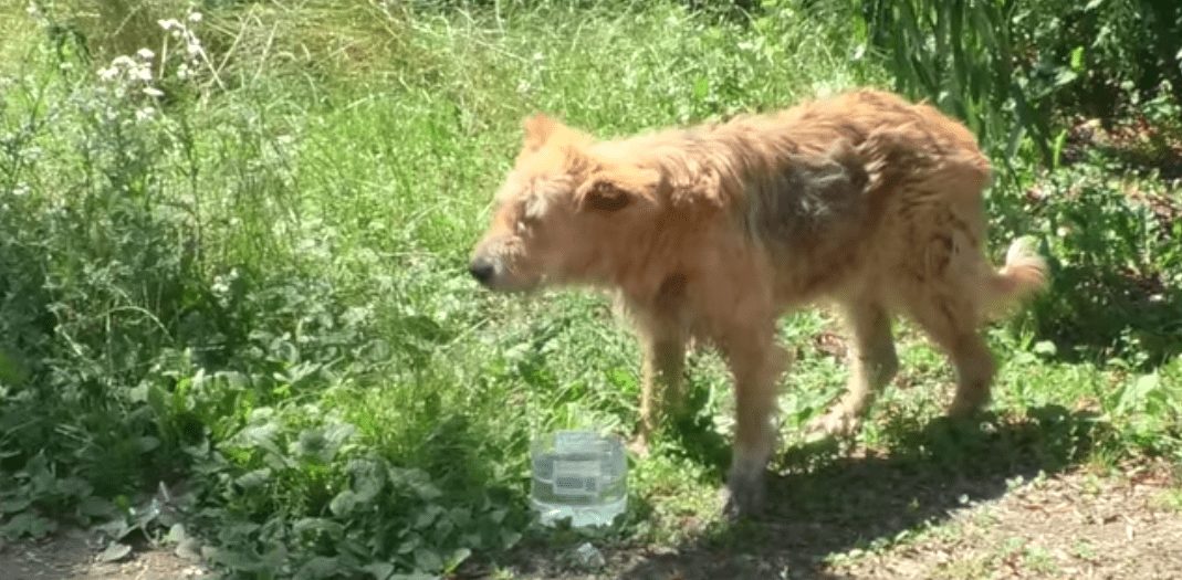 На Закарпатті від спеки страждають вуличні коти та собаки (ВІДЕО)