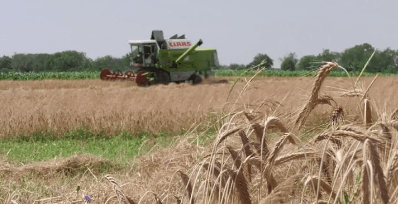 До 9 тонн пшениці з одного гектара сподіваються намолотити аграрії Винорадівщини