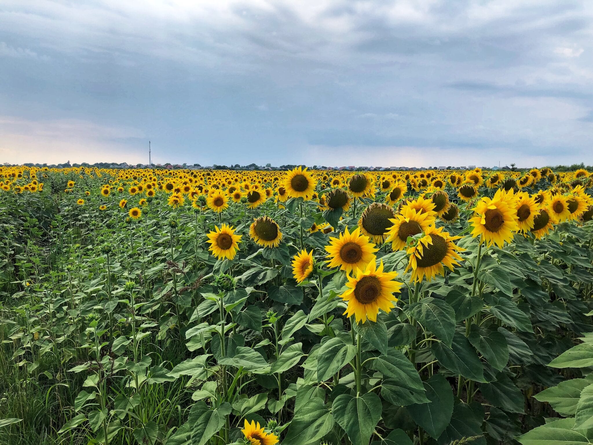 На Ужгородщині з'явилась нова природна фотозона