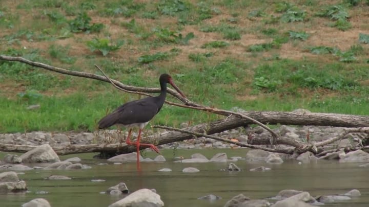 В Ужгороді на річці помітили рідкісного чорного лелеку (ВІДЕО)