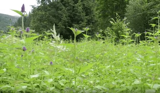 На Синевирі вирощують три види лікарських рослин для еко-чаїв (ВІДЕО)