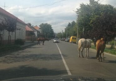 В центрі Мукачева знову гуляли коні (ФОТО)