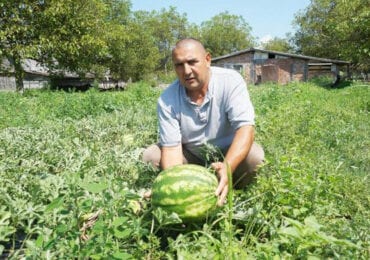 Житель Тячівщини вирощує на городі кавуни (ФОТО)
