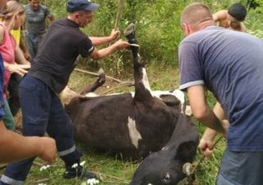 Берегівські рятувальники допомогли корові, що впала у вузький люк (ФОТО)