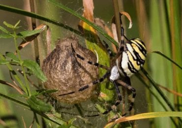У закарпатських лісах водяться отруйні "павуки-оси" (ФОТО)