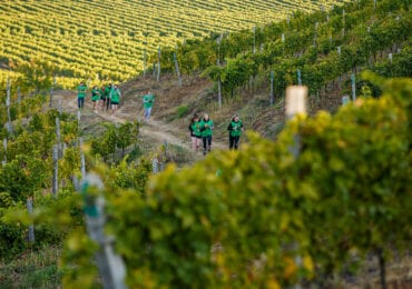 На Закарпатті відродили традицію Wine Run на виноградних плантаціях