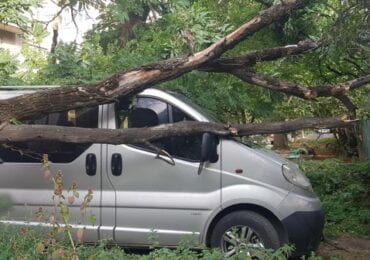 В Ужгороді на автомобіль впало сухе дерево (ФОТО)