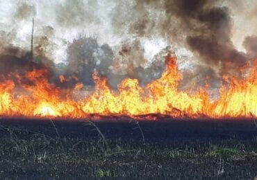 На Берегівщині горіло кукурудзяне поле