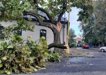 В Ужгороді на проїжджу частину впало дерево (ФОТО)