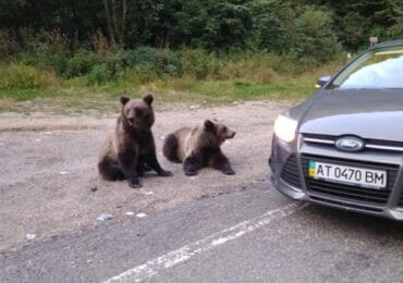 Неймовірні фото: в Карпатах посеред дороги розгулювали ведмеді