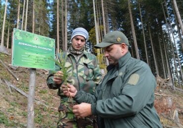 У ДП «Ясінянське ЛМГ» в розпалі осіння посадка лісових культур