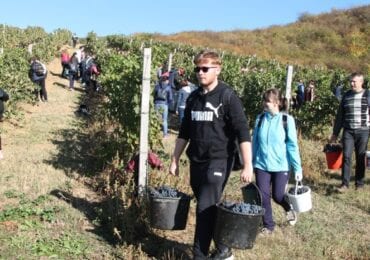 У Берегові студенти з викладачами під музику збирали врожай винограду (ФОТО)