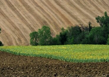 У закарпатців розійшлися думки щодо впровадження ринку землі