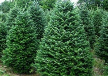 Відомо де в Ужгороді здійснюватиметься продаж ялинок та новорічних прикрас