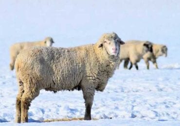 Розслідування єгерів: який хижак загриз овець на Закарпатті