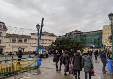 В Ужгород привезли новорічну красуню (ФОТО)